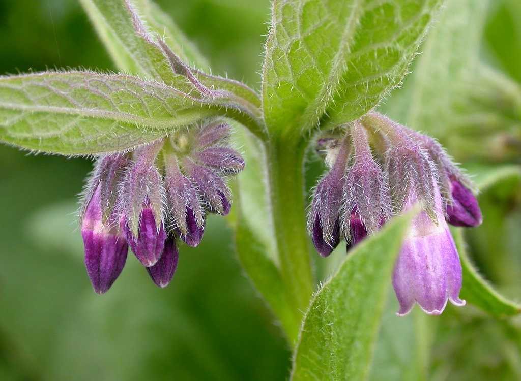 The Healing Power of Comfrey: From Topical Treatments to Controversial Internal Uses